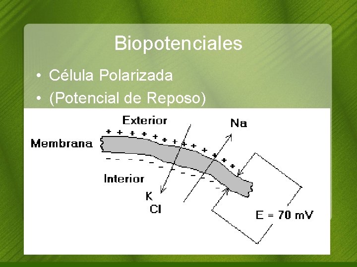 Biopotenciales • Célula Polarizada • (Potencial de Reposo) 