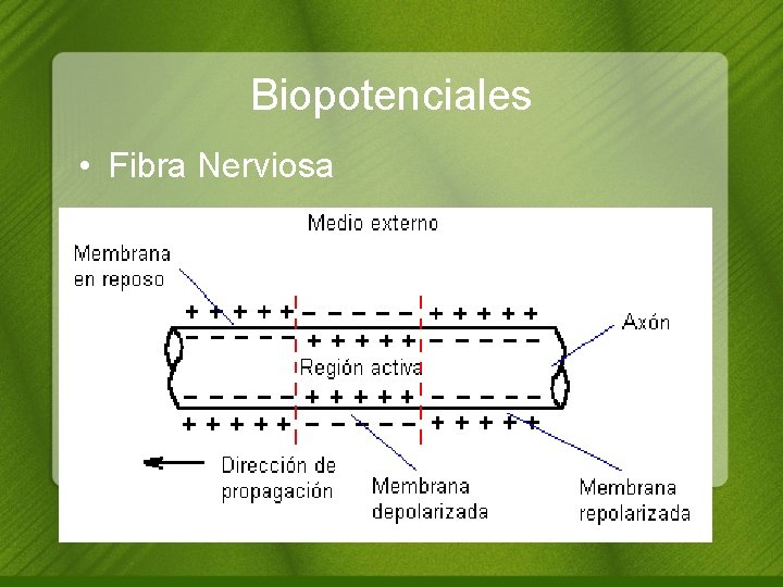 Biopotenciales • Fibra Nerviosa 