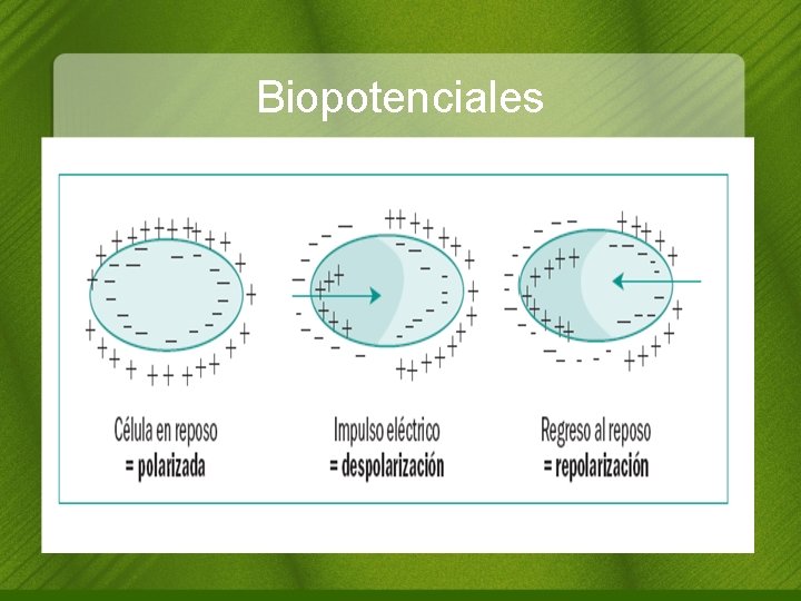 Biopotenciales 