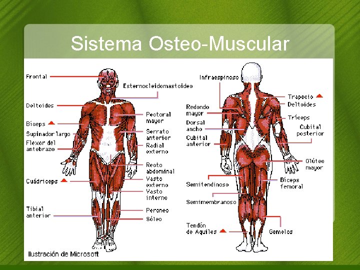Sistema Osteo-Muscular 