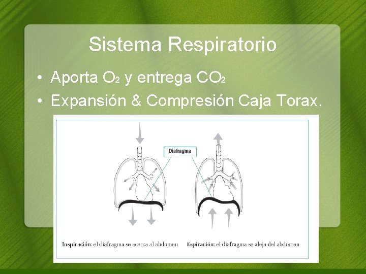 Sistema Respiratorio • Aporta O 2 y entrega CO 2 • Expansión & Compresión