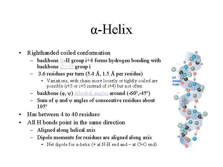 α-Helix • Righthanded coiled conformation – backbone N-H group i+4 forms hydrogen bonding with