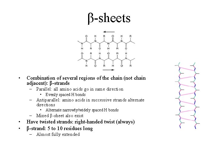 β-sheets • Combination of several regions of the chain (not chain adjacent): β-strands –