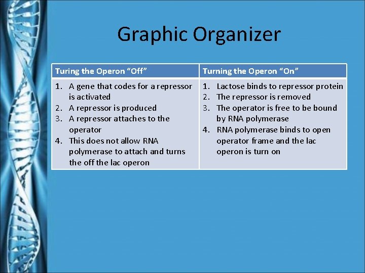 Graphic Organizer Turing the Operon “Off” Turning the Operon “On” 1. A gene that