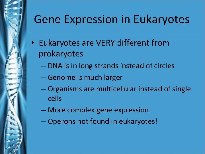 Gene Expression in Eukaryotes • Eukaryotes are VERY different from prokaryotes – DNA is