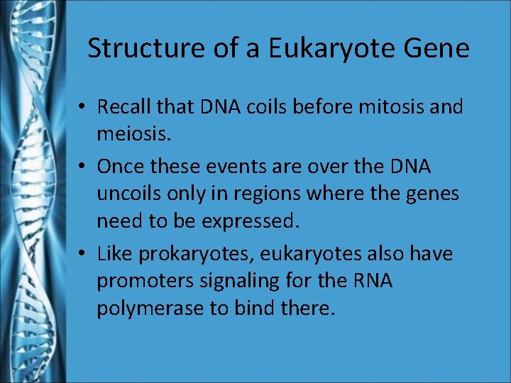 Structure of a Eukaryote Gene • Recall that DNA coils before mitosis and meiosis.