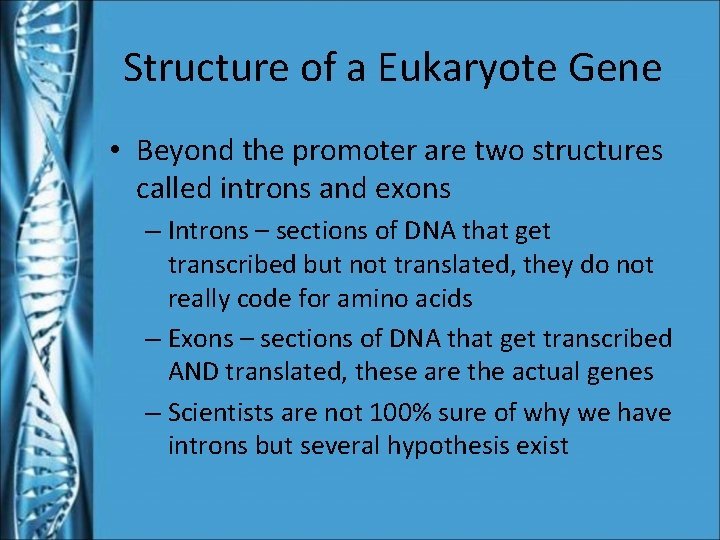 Structure of a Eukaryote Gene • Beyond the promoter are two structures called introns