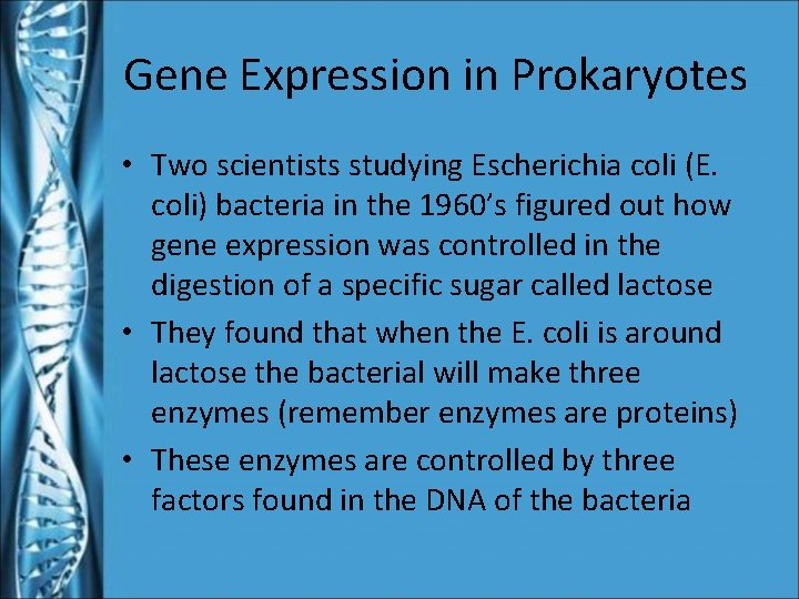 Gene Expression in Prokaryotes • Two scientists studying Escherichia coli (E. coli) bacteria in