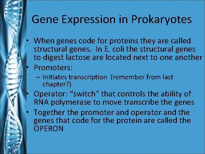 Gene Expression in Prokaryotes • When genes code for proteins they are called structural