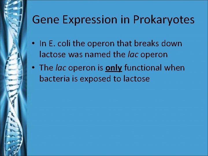 Gene Expression in Prokaryotes • In E. coli the operon that breaks down lactose