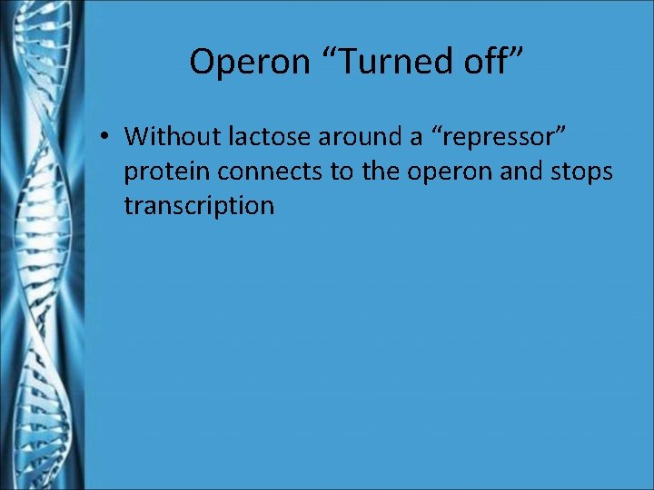 Operon “Turned off” • Without lactose around a “repressor” protein connects to the operon