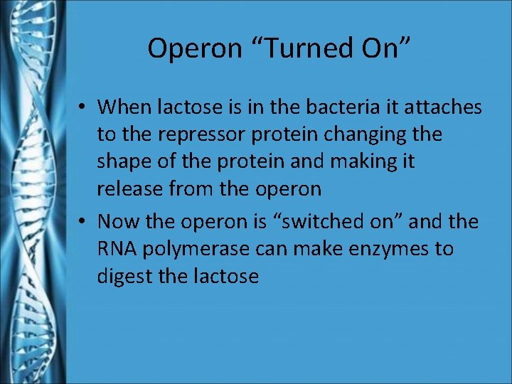 Operon “Turned On” • When lactose is in the bacteria it attaches to the