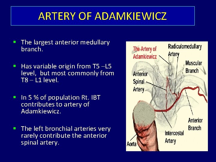 ARTERY OF ADAMKIEWICZ § The largest anterior medullary branch. § Has variable origin from