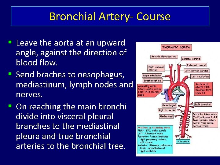 Bronchial Artery- Course § Leave the aorta at an upward angle, against the direction