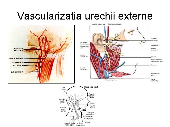 Vascularizatia urechii externe 