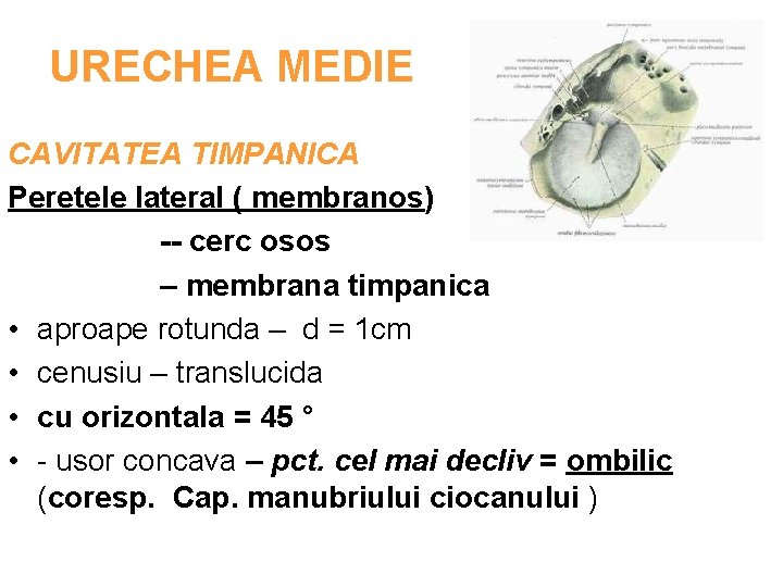 URECHEA MEDIE CAVITATEA TIMPANICA Peretele lateral ( membranos) -- cerc osos – membrana timpanica