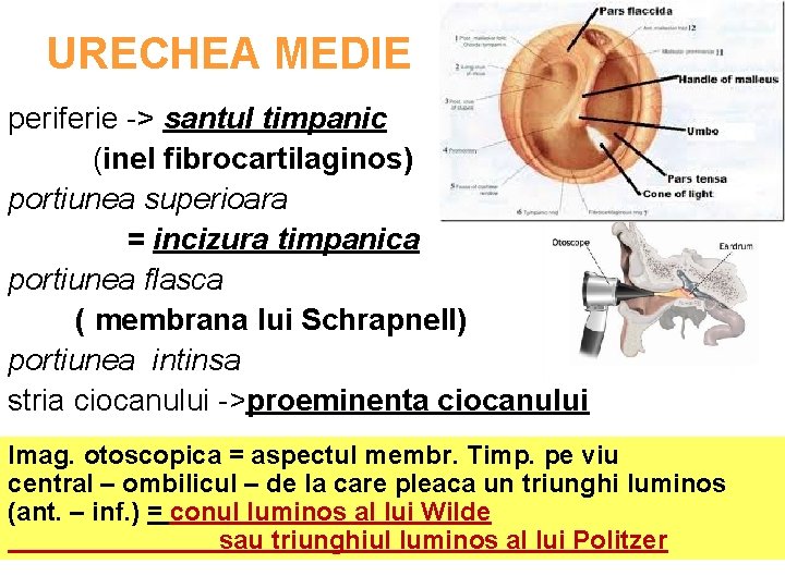 URECHEA MEDIE periferie -> santul timpanic (inel fibrocartilaginos) portiunea superioara = incizura timpanica portiunea