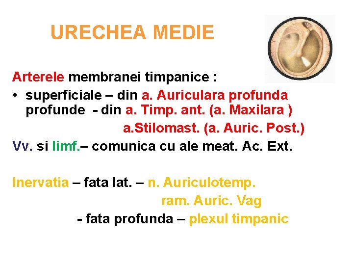 URECHEA MEDIE Arterele membranei timpanice : • superficiale – din a. Auriculara profunde -