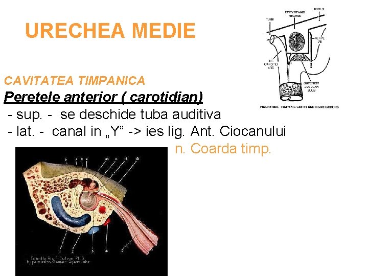 URECHEA MEDIE CAVITATEA TIMPANICA Peretele anterior ( carotidian) - sup. - se deschide tuba