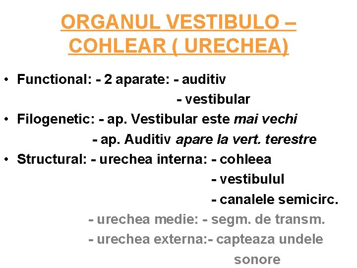 ORGANUL VESTIBULO – COHLEAR ( URECHEA) • Functional: - 2 aparate: - auditiv -