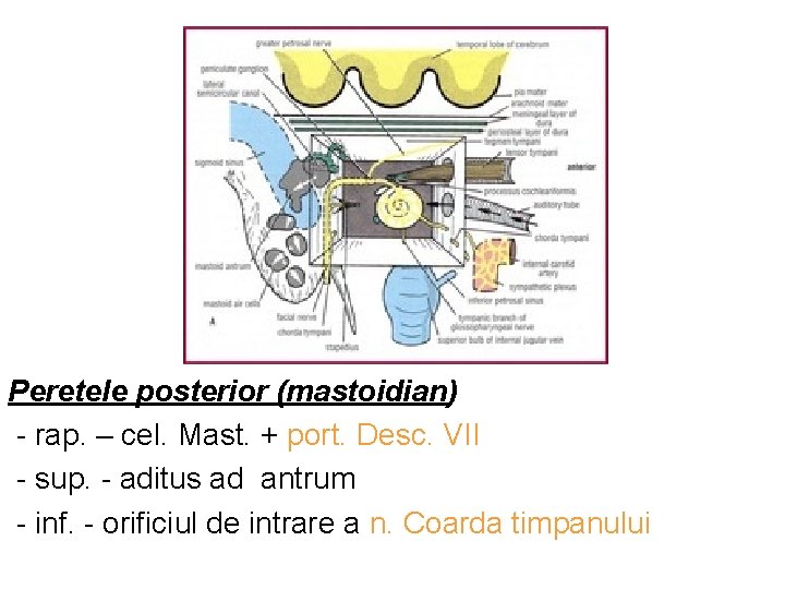 Peretele posterior (mastoidian) - rap. – cel. Mast. + port. Desc. VII - sup.