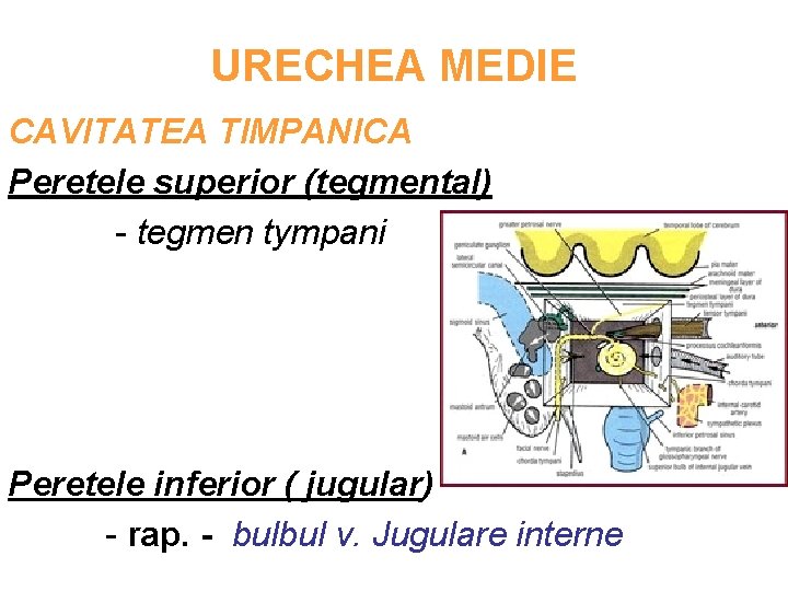 URECHEA MEDIE CAVITATEA TIMPANICA Peretele superior (tegmental) - tegmen tympani Peretele inferior ( jugular)