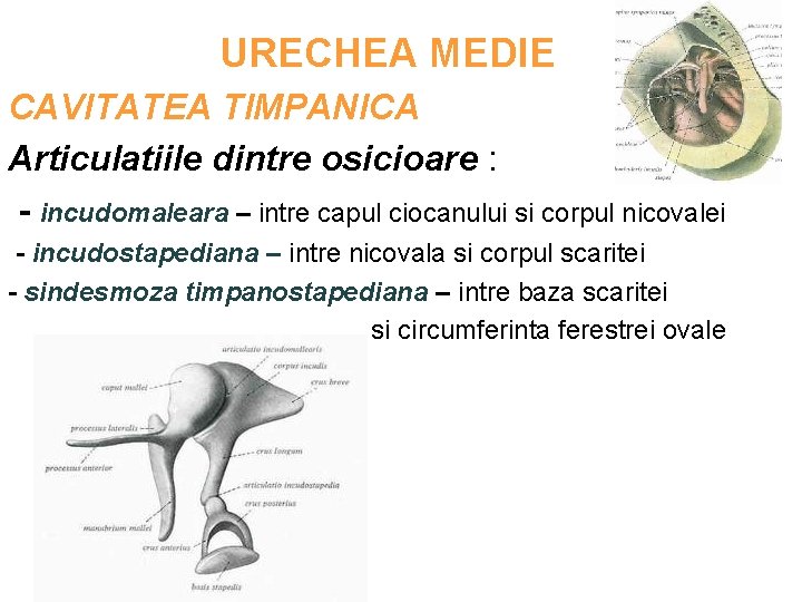 URECHEA MEDIE CAVITATEA TIMPANICA Articulatiile dintre osicioare : - incudomaleara – intre capul ciocanului