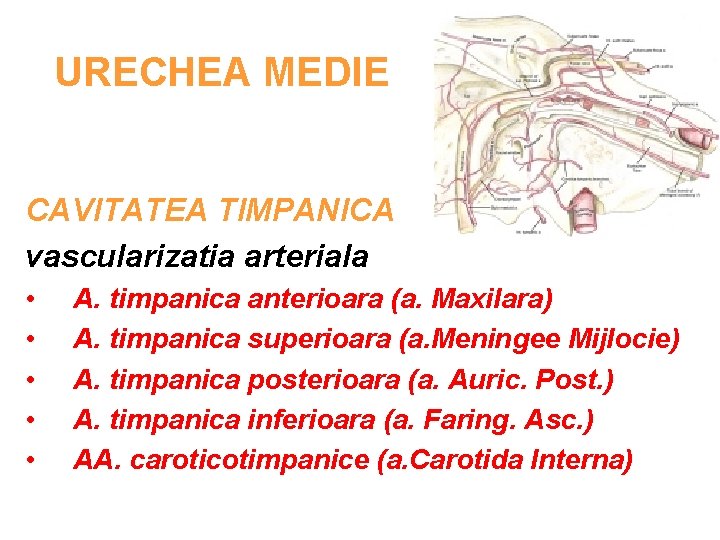 URECHEA MEDIE CAVITATEA TIMPANICA vascularizatia arteriala • • • A. timpanica anterioara (a. Maxilara)
