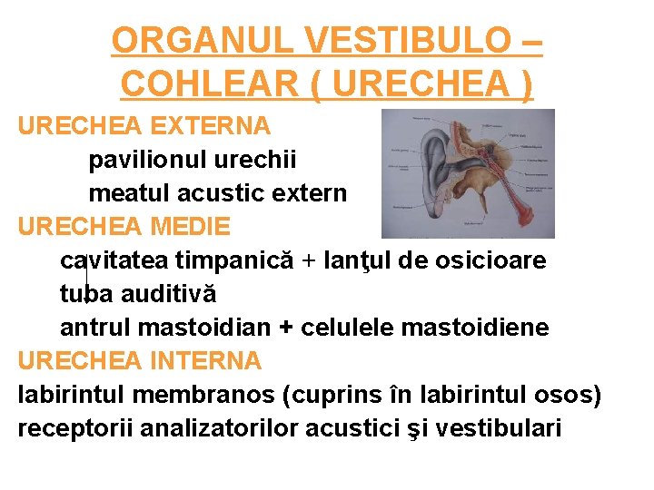 ORGANUL VESTIBULO – COHLEAR ( URECHEA ) URECHEA EXTERNA pavilionul urechii meatul acustic extern