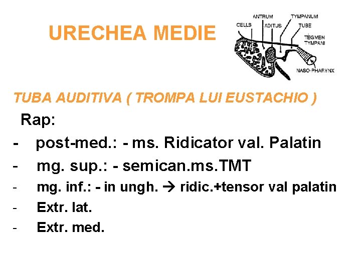 URECHEA MEDIE TUBA AUDITIVA ( TROMPA LUI EUSTACHIO ) Rap: - post-med. : -