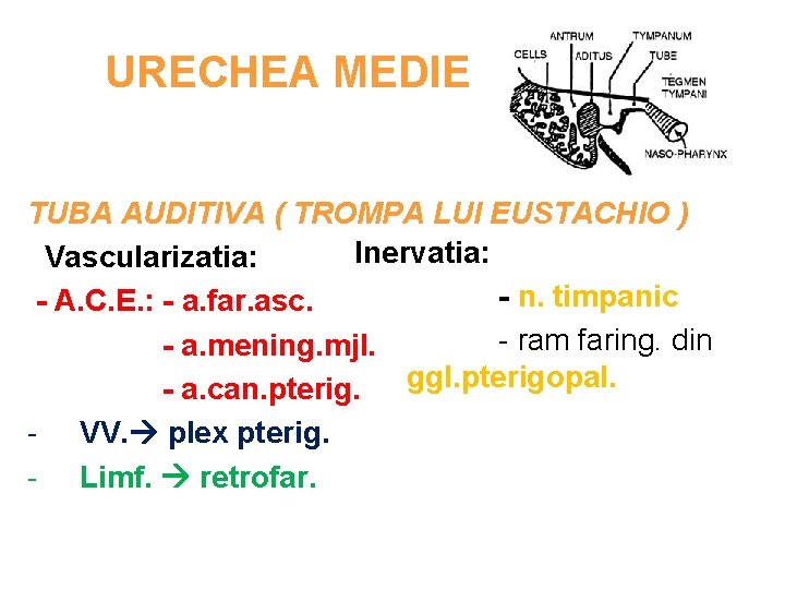 URECHEA MEDIE TUBA AUDITIVA ( TROMPA LUI EUSTACHIO ) Inervatia: Vascularizatia: - n. timpanic