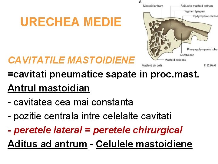 URECHEA MEDIE CAVITATILE MASTOIDIENE =cavitati pneumatice sapate in proc. mast. Antrul mastoidian - cavitatea