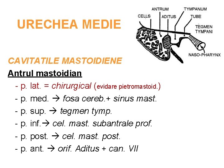 URECHEA MEDIE CAVITATILE MASTOIDIENE Antrul mastoidian - p. lat. = chirurgical (evidare pietromastoid. )