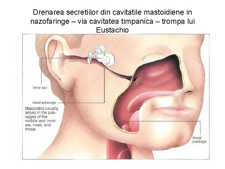 Drenarea secretiilor din cavitatile mastoidiene in nazofaringe – via cavitatea timpanica – trompa lui