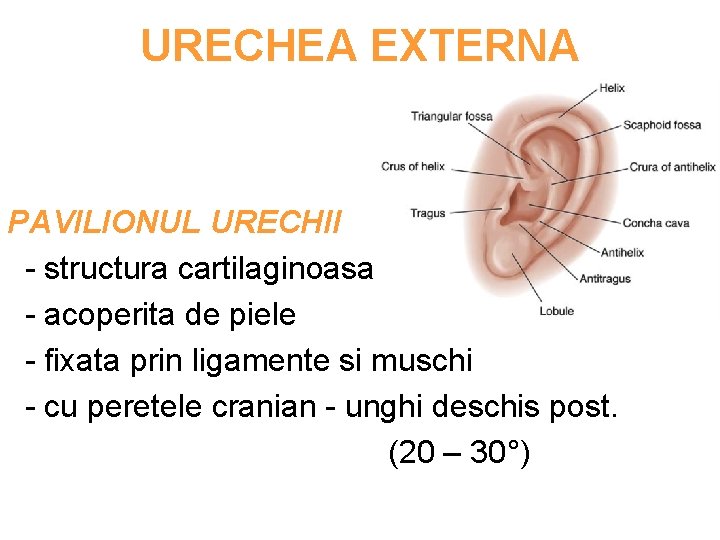 URECHEA EXTERNA PAVILIONUL URECHII - structura cartilaginoasa - acoperita de piele - fixata prin