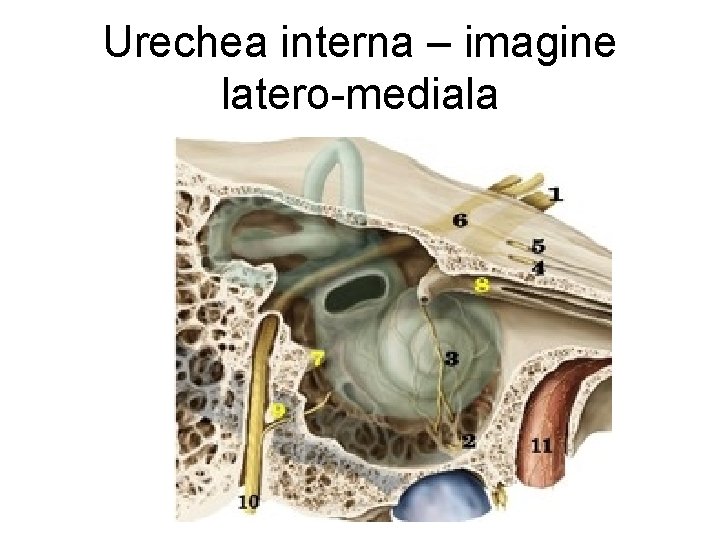 Urechea interna – imagine latero-mediala 