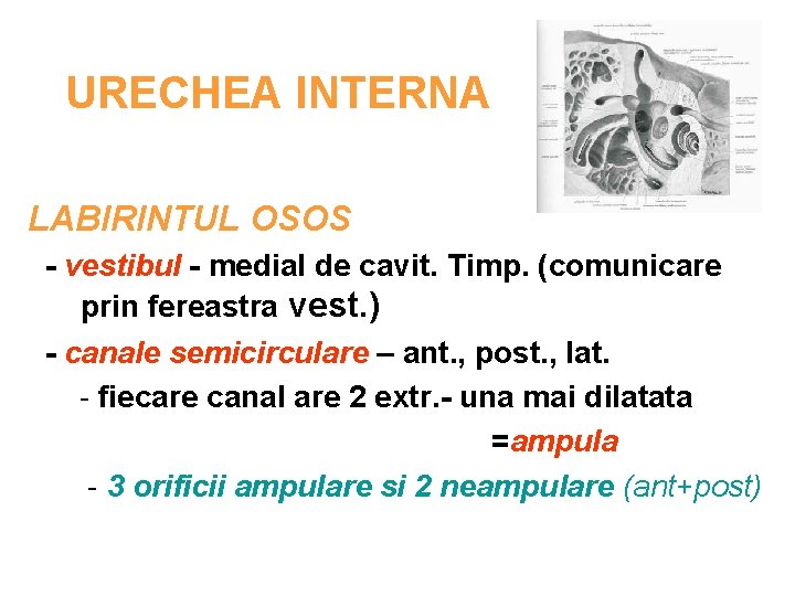 URECHEA INTERNA LABIRINTUL OSOS - vestibul - medial de cavit. Timp. (comunicare prin fereastra