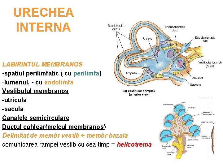 URECHEA INTERNA LABIRINTUL MEMBRANOS -spatiul perilimfatic ( cu perilimfa) -lumenul. - cu endolimfa Vestibulul