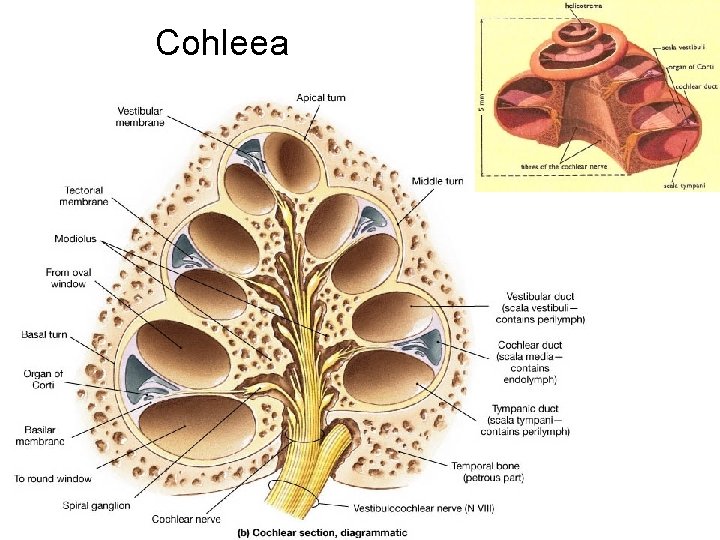 Cohleea 