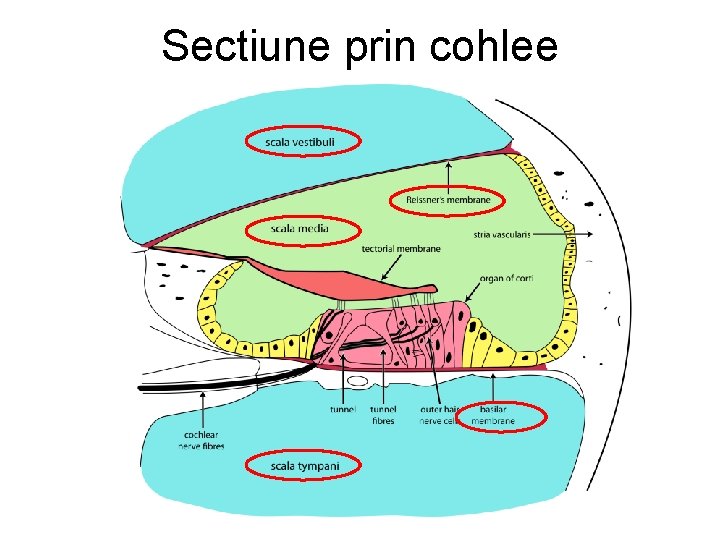 Sectiune prin cohlee 