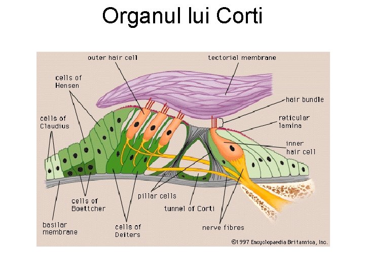 Organul lui Corti 