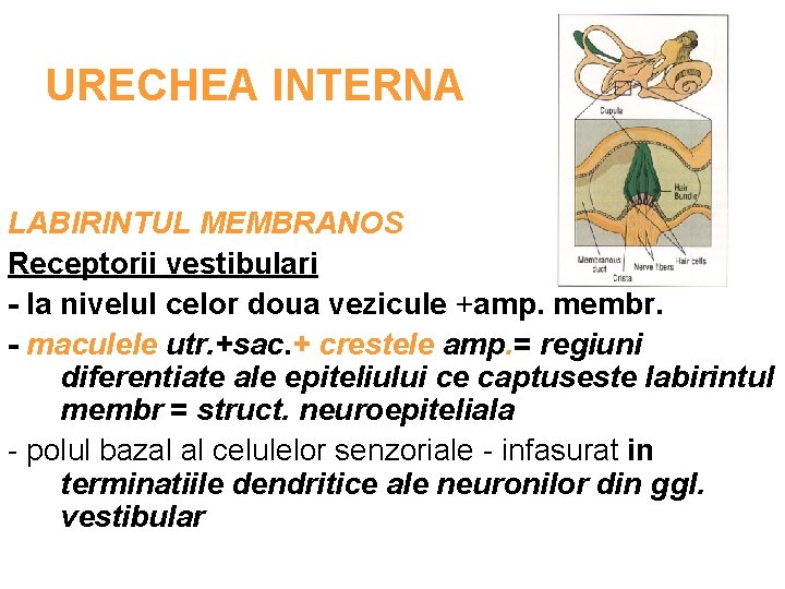 URECHEA INTERNA LABIRINTUL MEMBRANOS Receptorii vestibulari - la nivelul celor doua vezicule +amp. membr.