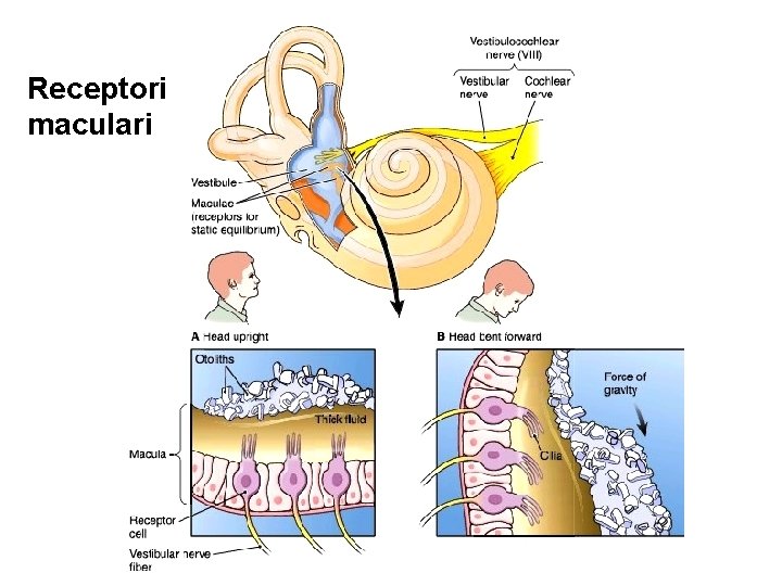 Receptori maculari 