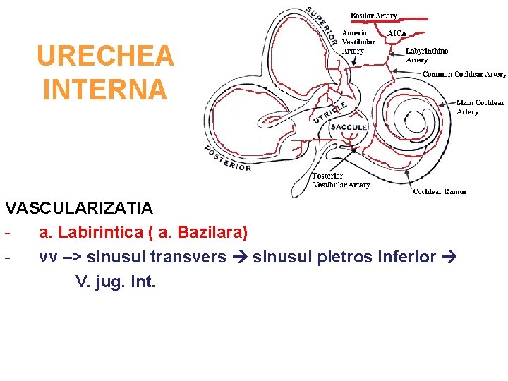 URECHEA INTERNA VASCULARIZATIA a. Labirintica ( a. Bazilara) vv –> sinusul transvers sinusul pietros