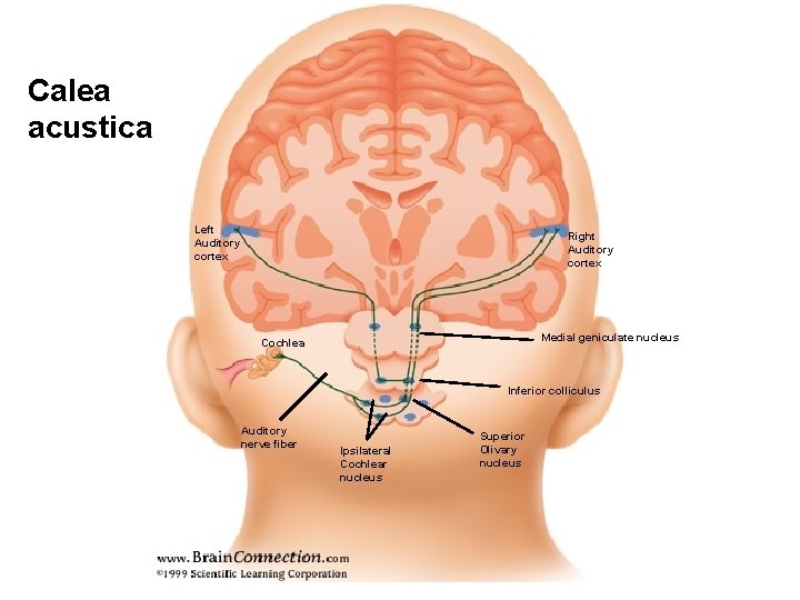 Calea acustica Left Auditory cortex Right Auditory cortex Medial geniculate nucleus Cochlea Inferior colliculus