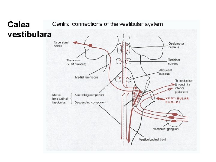 Calea vestibulara 