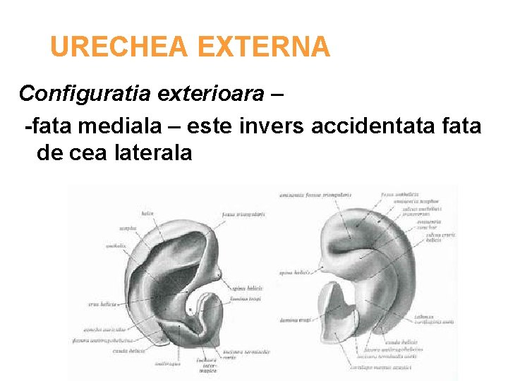 URECHEA EXTERNA Configuratia exterioara – -fata mediala – este invers accidentata fata de cea