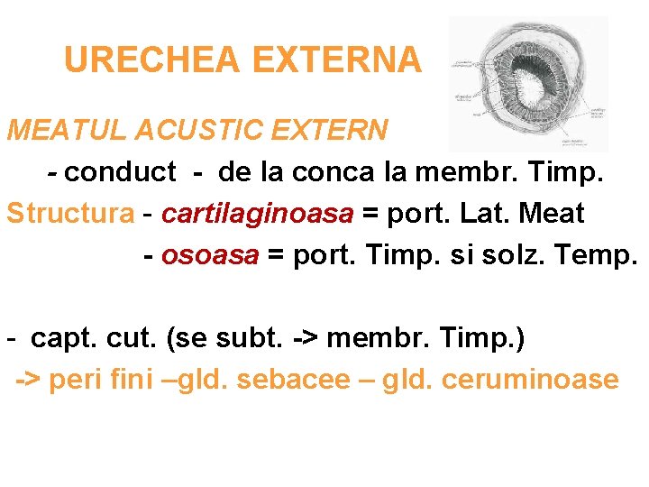 URECHEA EXTERNA MEATUL ACUSTIC EXTERN - conduct - de la conca la membr. Timp.