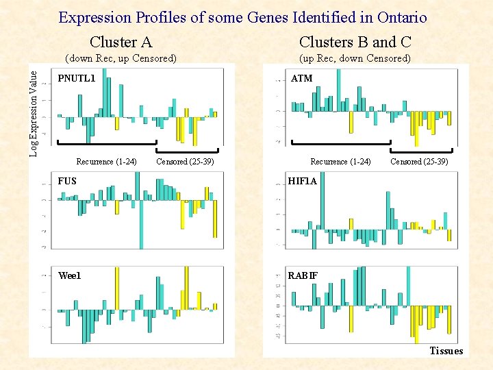 Expression Profiles of some Genes Identified in Ontario Cluster A Clusters B and C
