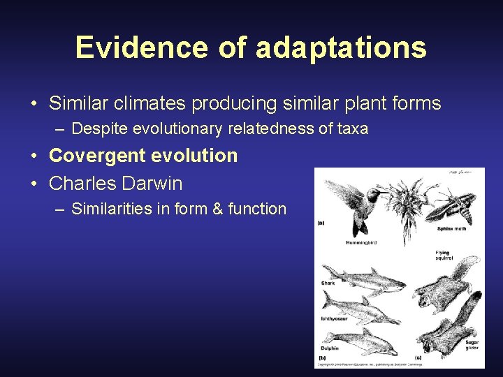 Evidence of adaptations • Similar climates producing similar plant forms – Despite evolutionary relatedness
